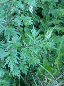 Artemisia vulgaris